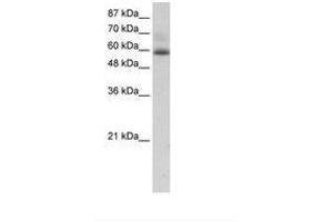 Image no. 1 for anti-Zinc Finger Protein 307 (ZKSCAN4) (AA 272-321) antibody (ABIN202740) (ZKSCAN4 anticorps  (AA 272-321))