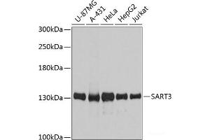 Western blot analysis of extracts of various cell lines using SART3 Polyclonal Antibody at dilution of 1:3000. (SART3 anticorps)