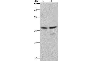 Western blot analysis of Jurkat and Hela cell, using BUB3 Polyclonal Antibody at dilution of 1:300 (BUB3 anticorps)