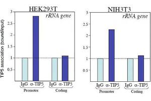 ChIP of Anti-TIP5 Antibody Chromatin Immunoprecipitation results of Rabbit Anti-TIP5 Antibody. (BAZ2A anticorps)