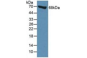 Figure. (Moesin anticorps  (AA 354-577))