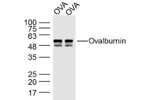 Ovalbumin protein lysates probed with Ovalbumin Polyclonal Antibody, Unconjugated  at 1:300 dilution and 4˚C overnight incubation. (Ovalbumin anticorps)