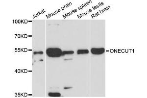 Western blot analysis of extracts of various cell lines, using ONECUT1 antibody (ABIN6293691) at 1:3000 dilution.