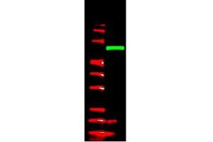 Image no. 1 for anti-V5 Epitope Tag (AA 95-108) antibody (ABIN1104955) (V5 Epitope Tag anticorps  (AA 95-108))