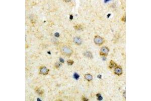 Immunohistochemical analysis of NODAL staining in human brain formalin fixed paraffin embedded tissue section. (Nodal anticorps  (C-Term))
