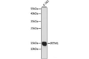 Western blot analysis of extracts of K-562 cells using IFITM1 Polyclonal Antibody at dilution of 1:1000. (IFITM1 anticorps)