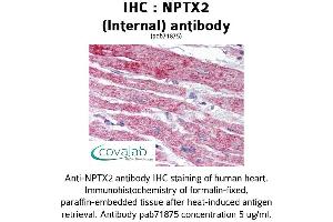 Image no. 1 for anti-Neuronal Pentraxin II (NPTX2) (Internal Region) antibody (ABIN1737482) (NPTX2 anticorps  (Internal Region))