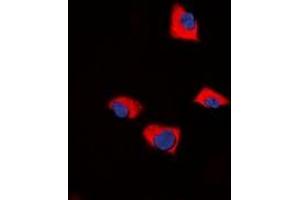Immunofluorescent analysis of FUK staining in NIH3T3 cells. (FUK anticorps  (N-Term))
