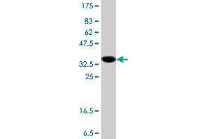 Western Blot detection against Immunogen (37.