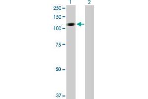 Western Blot analysis of HERC3 expression in transfected 293T cell line by HERC3 MaxPab polyclonal antibody. (HERC3 anticorps  (AA 1-1050))