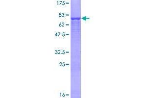 Image no. 1 for Zinc Finger Protein 383 (ZNF383) (AA 1-475) protein (GST tag) (ABIN1326149)