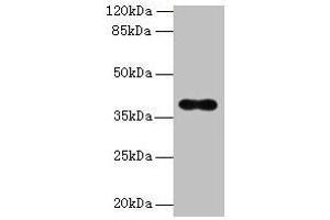 Western blot All lanes: OGG1 antibody at 6 μg/mL + Hela whole cell lysate Secondary Goat polyclonal to rabbit IgG at 1/10000 dilution Predicted band size: 39, 37, 46, 48, 40, 23, 41 kDa Observed band size: 39 kDa (OGG1 anticorps  (AA 1-345))