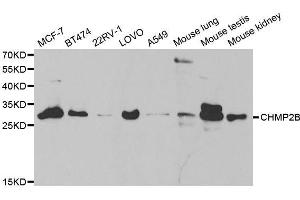 Western blot analysis of extracts of various cell lines, using CHMP2B antibody. (CHMP2B anticorps  (AA 1-213))