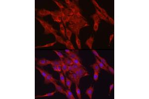 Immunofluorescence analysis of C6 cells using GPX4 Rabbit pAb (ABIN3015729, ABIN3015730, ABIN3015731, ABIN1680090 and ABIN6219078) at dilution of 1:200 (40x lens).
