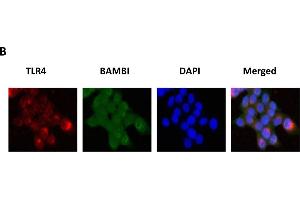 Functional activation of the LPS/TLR4 axis mediates BAMBI downregulation. (BAMBI anticorps  (AA 101-200))