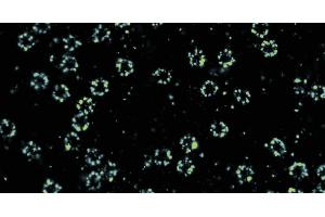 DNA PAINT image of nucelar pore complexes using the DBCO conjugated version of this single domain anti-GFP antibody modified with DNA oligos. (Recombinant GFP anticorps)