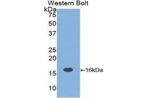 Detection of Recombinant IL16, Rat using Polyclonal Antibody to Interleukin 16 (IL16) (IL16 anticorps  (AA 1204-1323))