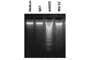 Image no. 2 for anti-HLA-A1 antibody (ABIN786685) (HLA-A1 anticorps)