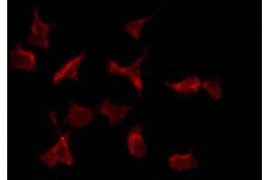 ABIN6274290 staining RAW264. (PTTG1IP anticorps  (C-Term))