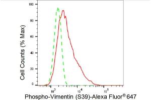 Flow cytometric analysis of Phospho-Vimentin (S39) expression in C2C12 cells using Phospho-Vimentin (S39) antibody (ABIN7800837), 1:(ABIN7798691).
