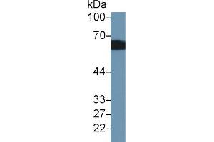 Western Blot; Sample: Rat Kidney lysate; Primary Ab: 2µg/ml Rabbit Anti-Rat CBG Antibody Second Ab: 0.