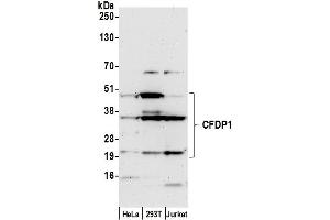 Western Blotting (WB) image for anti-Craniofacial Development Protein 1 (CFDP1) (AA 249-299) antibody (ABIN7452593)