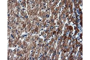 Immunohistochemistry (IHC) image for anti-Fumarylacetoacetate Hydrolase Domain Containing 2A (FAHD2A) antibody (ABIN1498184) (FAHD2A anticorps)