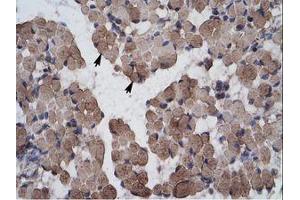 anti-LIM Homeobox 9 (LHX9) (AA 324-373) antibody