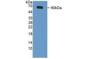 Figure. (XIAP anticorps  (AA 1-497))