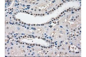 Image no. 1 for anti-P450 (Cytochrome) Oxidoreductase (POR) antibody (ABIN1497744) (POR anticorps)