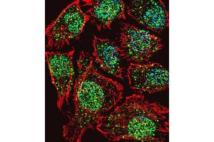 Immunofluorescence (IF) image for anti-threonine Synthase-Like 2 (THNSL2) antibody (ABIN3002296) (THNSL2 anticorps)