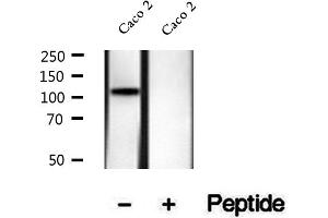 anti-Eukaryotic Translation Initiation Factor 3, Subunit B (EIF3B) (pSer154) antibody