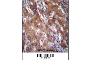 GNE Antibody immunohistochemistry analysis in formalin fixed and paraffin embedded human liver tissue followed by peroxidase conjugation of the secondary antibody and DAB staining. (GNE anticorps  (N-Term))