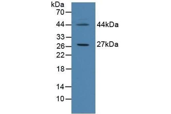 CIDEC anticorps  (AA 1-251)