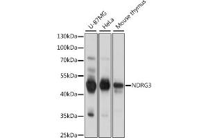 Western blot analysis of extracts of various cell lines, using NDRG3 antibody (ABIN7268836) at 1:1000 dilution.