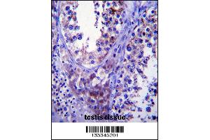 SDF2L1 Antibody immunohistochemistry analysis in formalin fixed and paraffin embedded human testis tissue followed by peroxidase conjugation of the secondary antibody and DAB staining. (SDF2L1 anticorps  (C-Term))