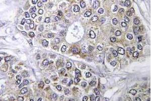 Immunohistochemistry (IHC) analyzes of Bcl-2 antibody in paraffin-embedded human brain tissue. (Bcl-2 anticorps)