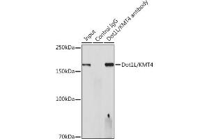 Immunoprecipitation analysis of 300 μg extracts of HeLa cells using 3 μg Dot1L/KMT4 antibody (ABIN7266837). (DOT1L anticorps)