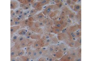 IHC-P analysis of liver tissue, with DAB staining. (TRO anticorps  (AA 444-642))