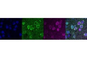 Immunohistochemistry (IHC) image for anti-Purkinje Cell Protein 4 (PCP4) antibody (ABIN7456266) (PCP4 anticorps)