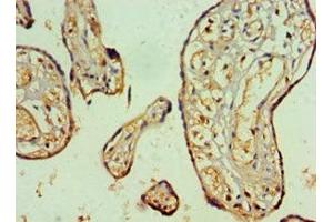 Immunohistochemistry of paraffin-embedded human placenta tissue using ABIN7161554 at dilution of 1:100 (NAB2 anticorps  (AA 1-200))