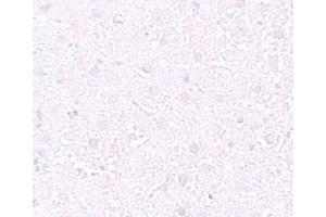 Immunohistochemical staining of rat liver cells with MEOX1 polyclonal antibody  at 10 ug/mL. (MEOX1 anticorps  (Internal Region))