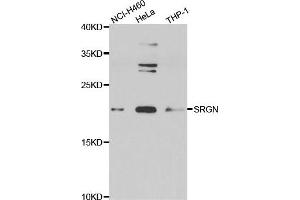 Western blot analysis of extracts of various cell lines, using SRGN antibody. (SRGN anticorps)
