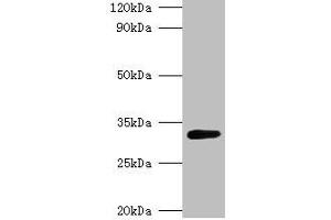 Western blot All lanes: glsA1 antibody at 2 μg/mL + DH5a whole cell lysate Secondary Goat polyclonal to rabbit IgG at 1/10000 dilution Predicted band size: 33 kDa Observed band size: 33 kDa (glsA1 anticorps  (AA 1-310))