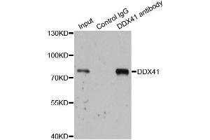 Immunoprecipitation analysis of 200 μg extracts of 293T cells using 1 μg DDX41 antibody (ABIN5973951). (DDX41 anticorps)