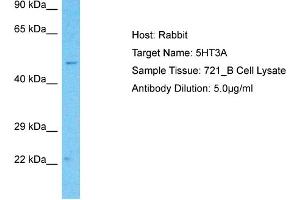 Host:  Rabbit  Target Name:  5HT3A  Sample Type:  721_B Whole Cell lysates  Antibody Dilution:  5ug/ml