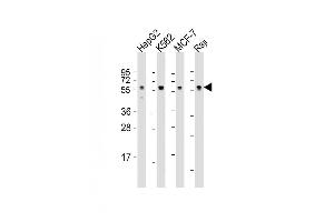 Lane 1: HepG2 Cell lysates, Lane 2: K562 Cell lysates, Lane 3: MCF-7 Cell lysates, Lane 4: Raji Cell lysates, probed with MPIP3 (1535CT627. (CDC25C anticorps)