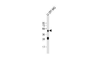 Anti-CTSD Antibody at 1:2000 dilution + U-251 MG whole cell lysate Lysates/proteins at 20 μg per lane. (Cathepsin D anticorps)
