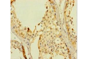 Immunohistochemistry of paraffin-embedded human testis tissue using ABIN7168079 at dilution of 1:100