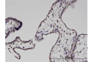 Immunoperoxidase of monoclonal antibody to PTMS on formalin-fixed paraffin-embedded human placenta.